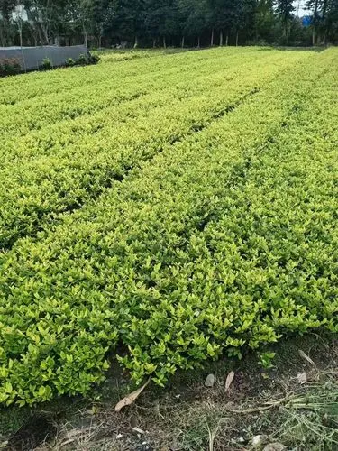 mile·米乐m6：英国温网网球拍怎么样啊